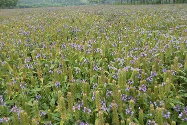 夏枯草的种植注意事项,一般在8-9月份进行种植