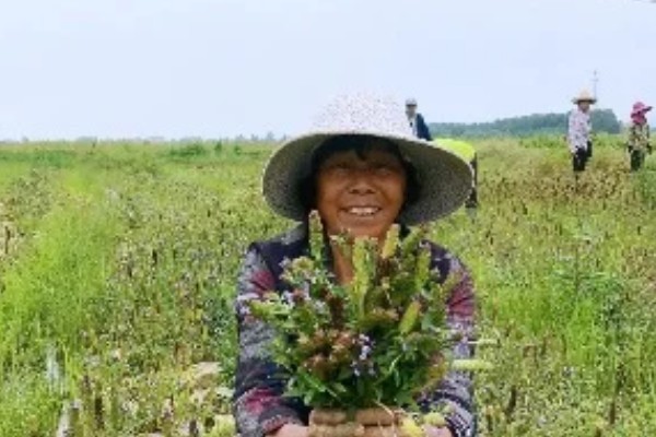 夏枯草的种植注意事项,一般在8-9月份进行种植