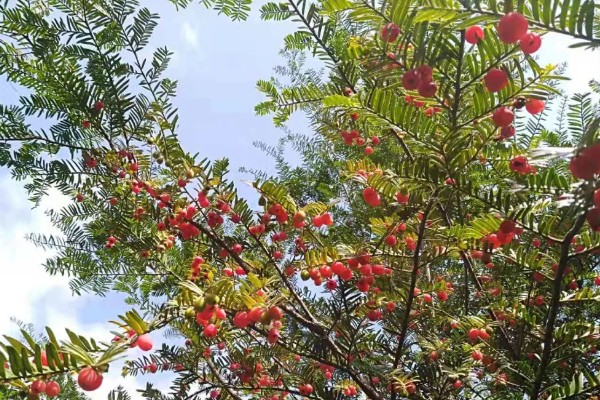 小叶红豆树又叫什么,又叫紫檀树