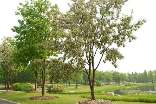 小叶红豆树又叫什么,又叫紫檀树