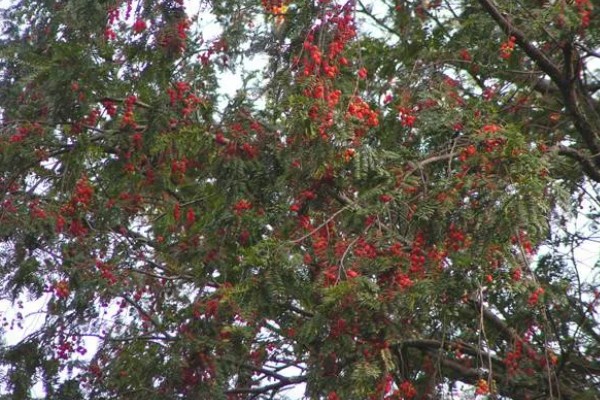 小叶红豆树又叫什么,又叫紫檀树