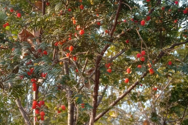 小叶红豆树又叫什么,又叫紫檀树