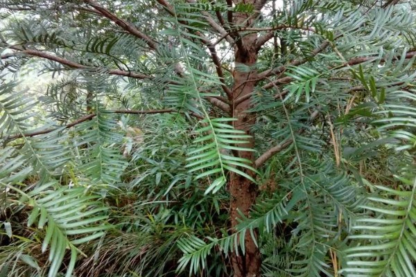 小叶红豆树又叫什么,又叫紫檀树