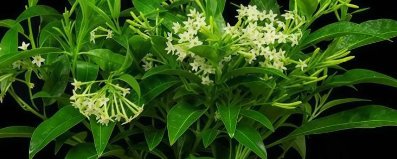 夜来香什么时候开花，花期5-8月份