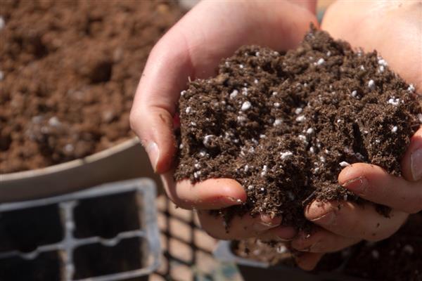 凤眼莲怎么养殖，生长期每个月追施一次粪尿溶液