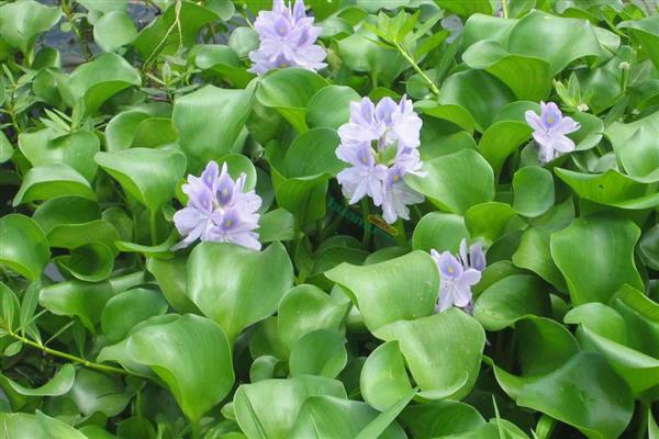 凤眼莲怎么养殖，生长期每个月追施一次粪尿溶液