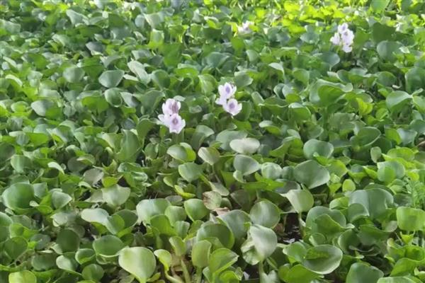 凤眼莲怎么养殖，生长期每个月追施一次粪尿溶液