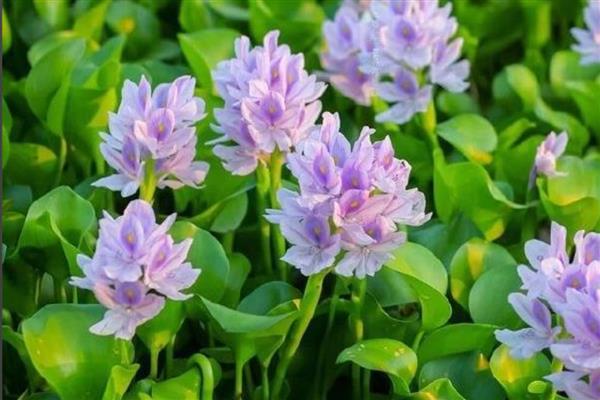 凤眼莲怎么养殖，生长期每个月追施一次粪尿溶液