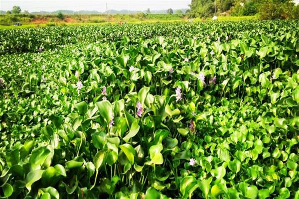 凤眼莲怎么养殖，生长期每个月追施一次粪尿溶液