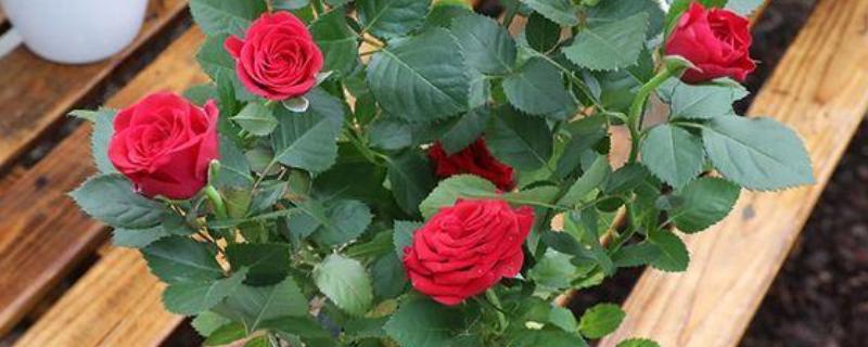 玫瑰叶子发黄如何处理，温度过高时要降温增湿