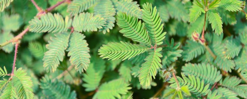 含羞草的别称，具有感应草、知羞草等叫法