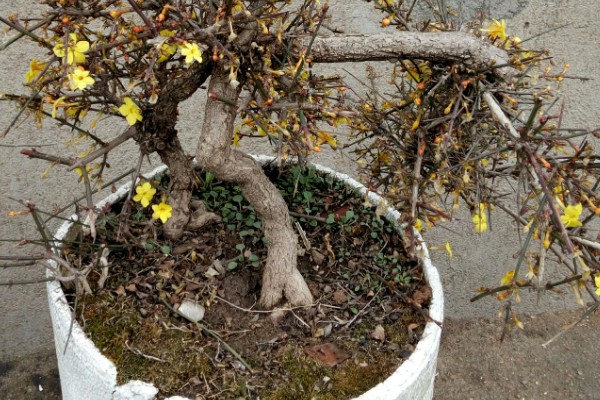虎蹄迎春花有什么特点，花瓣呈卵圆状
