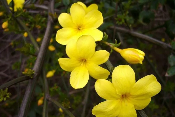 虎蹄迎春花有什么特点，花瓣呈卵圆状