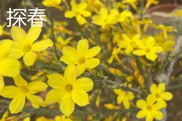 虎蹄迎春花有什么特点，花瓣呈卵圆状