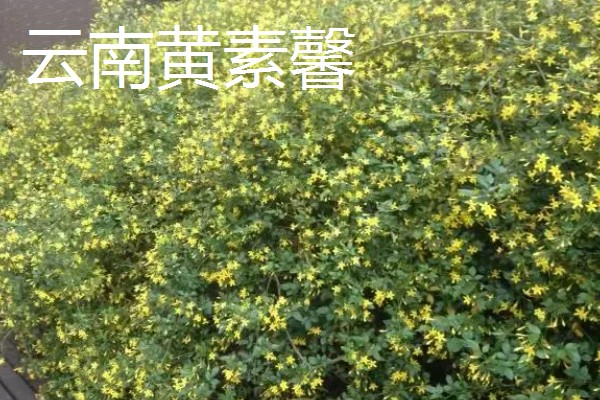 虎蹄迎春花有什么特点，花瓣呈卵圆状