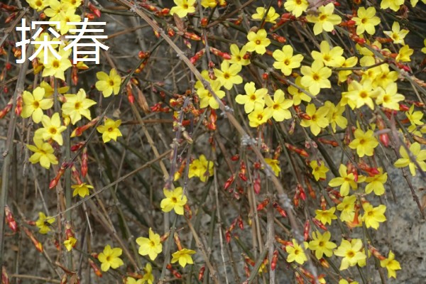 虎蹄迎春花有什么特点，花瓣呈卵圆状