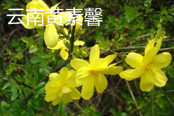 虎蹄迎春花有什么特点，花瓣呈卵圆状