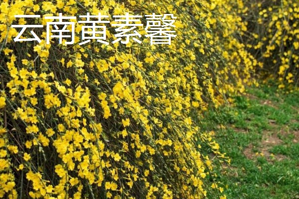 虎蹄迎春花有什么特点，花瓣呈卵圆状