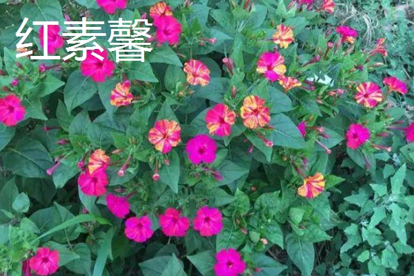 虎蹄迎春花有什么特点，花瓣呈卵圆状