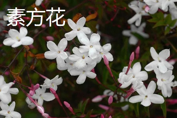 虎蹄迎春花有什么特点，花瓣呈卵圆状