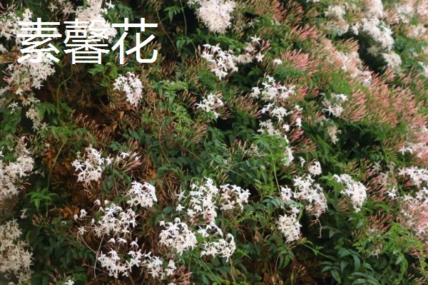 虎蹄迎春花有什么特点，花瓣呈卵圆状