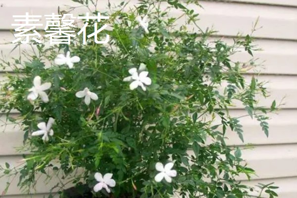 虎蹄迎春花有什么特点，花瓣呈卵圆状