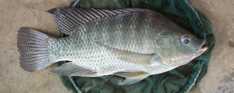 罗非鱼的产量，产量为每亩1800-2000斤