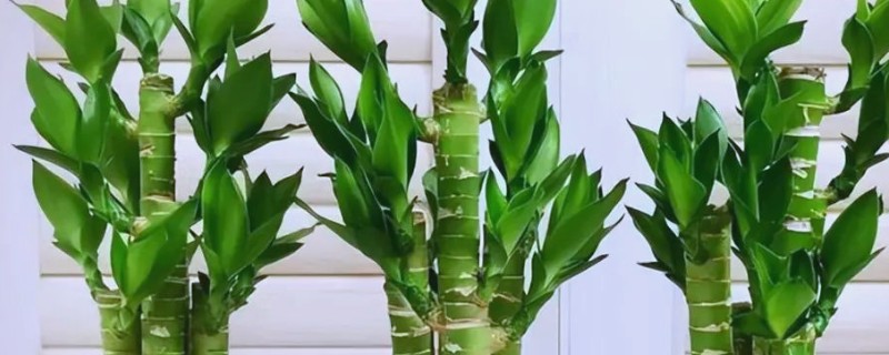 富贵竹出现黄叶如何解决，受到强光直射时要遮阴