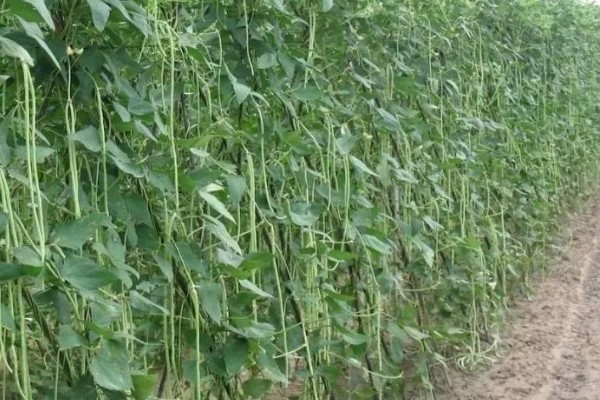豆角的上市季节，四季均可上市但集中在夏季