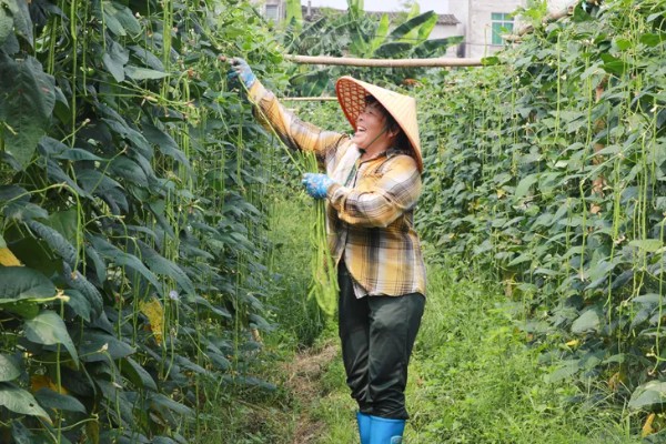 豆角的上市季节，四季均可上市但集中在夏季