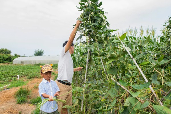 豆角的上市季节，四季均可上市但集中在夏季