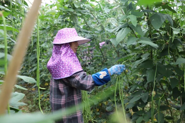 豆角的上市季节，四季均可上市但集中在夏季