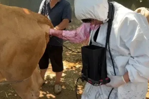 母牛产后过多长时间会发情,经过30-70天左右再次发情