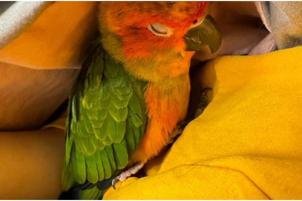 鹦鹉的睡觉方式，以站立的姿势睡觉