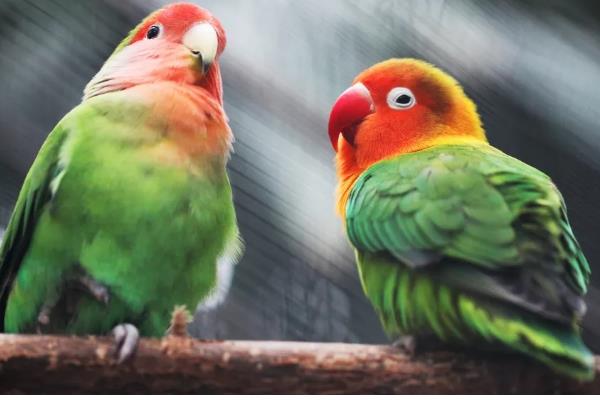 鹦鹉的睡觉方式，以站立的姿势睡觉