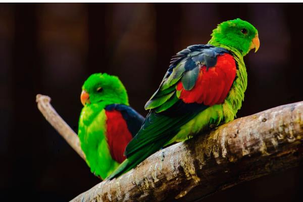 鹦鹉的睡觉方式，以站立的姿势睡觉