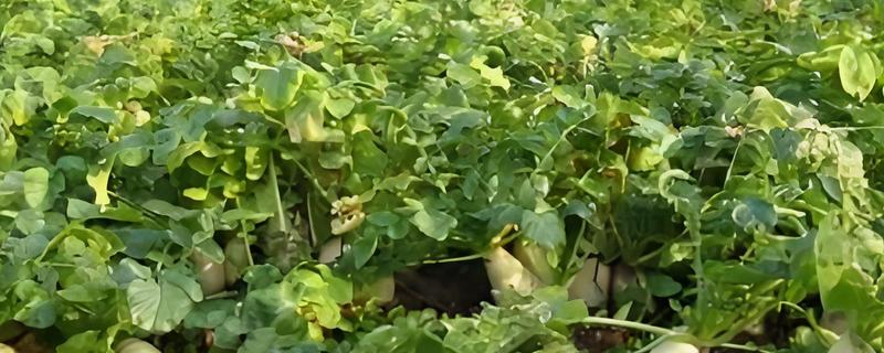 春萝卜怎么管理，白天和晚上都要保持适宜的棚温