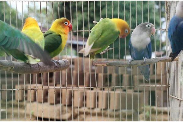 鹦鹉的睡觉方式，以站立的姿势睡觉