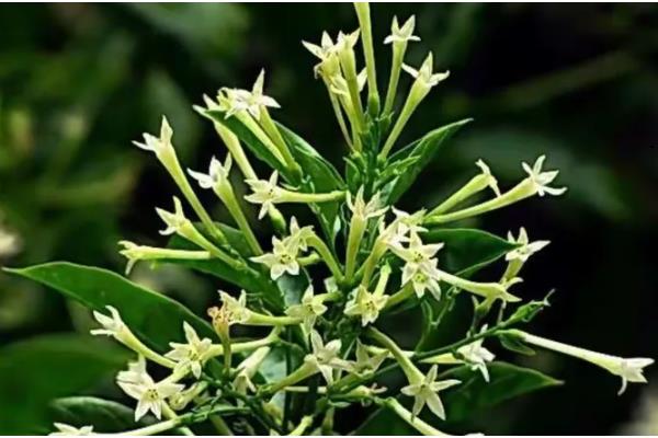 夜来香什么时候开花，花期5-8月份