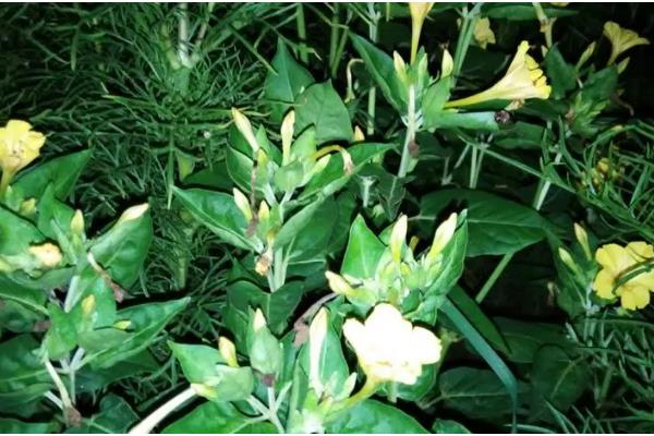 夜来香什么时候开花，花期5-8月份