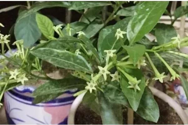 夜来香什么时候开花，花期5-8月份