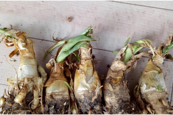 夜来香什么时候开花，花期5-8月份