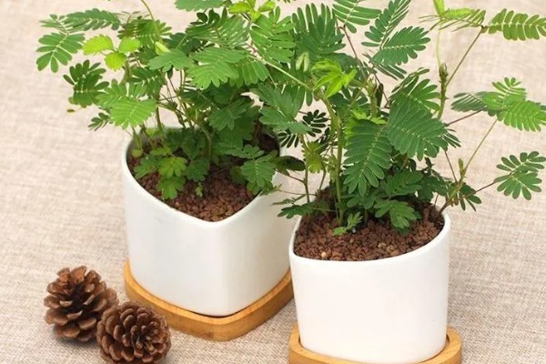 含羞草的别称，具有感应草、知羞草等叫法