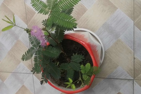 含羞草的别称，具有感应草、知羞草等叫法