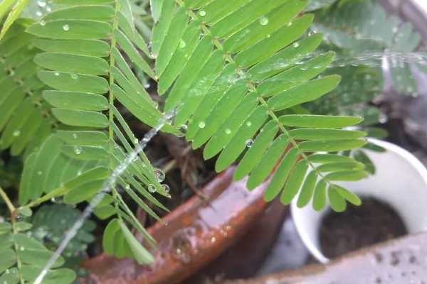 含羞草的别称，具有感应草、知羞草等叫法