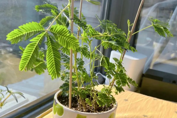 含羞草的别称，具有感应草、知羞草等叫法