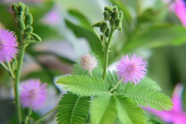 含羞草的别称，具有感应草、知羞草等叫法