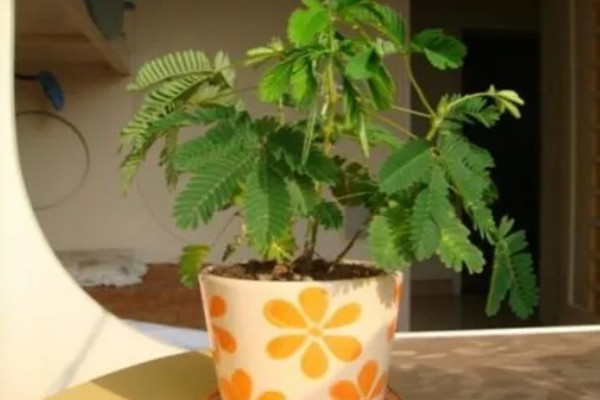 含羞草的别称，具有感应草、知羞草等叫法