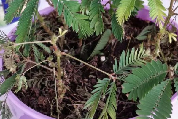 含羞草的别称，具有感应草、知羞草等叫法