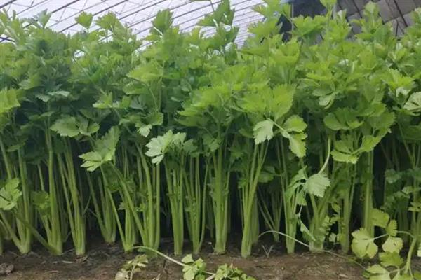 芹菜叶片干焦如何解决，土壤过于干燥需要及时补水